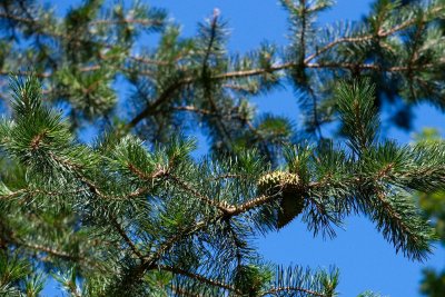 Pinus pungens - borovice pichlavá - šišky